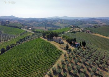 Foto 19 - Azienda agricola Contrada Forola
15, Acquaviva Picena - foto 19