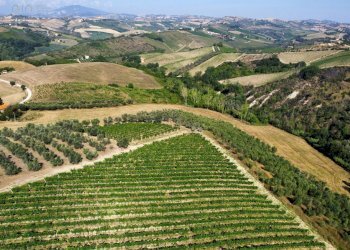 Foto 20 - Azienda agricola Contrada Forola
15, Acquaviva Picena - foto 20