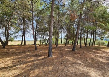 Foto 25 - Azienda agricola Contrada Forola
15, Acquaviva Picena - foto 25