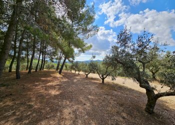 Foto 26 - Azienda agricola Contrada Forola
15, Acquaviva Picena - foto 26