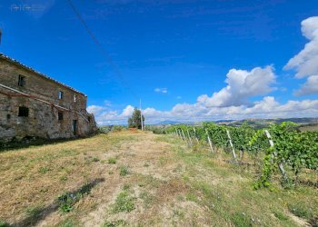 Foto 32 - Azienda agricola Contrada Forola
15, Acquaviva Picena - foto 32