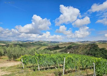 Foto 34 - Azienda agricola Contrada Forola
15, Acquaviva Picena - foto 34