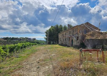 Foto 37 - Azienda agricola Contrada Forola
15, Acquaviva Picena - foto 37