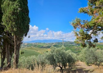 Foto 42 - Azienda agricola Contrada Forola
15, Acquaviva Picena - foto 42