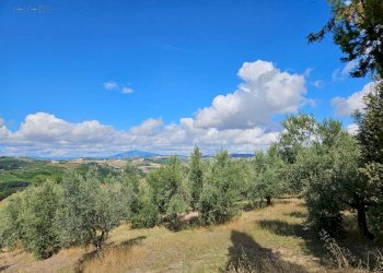 Foto 43 - Azienda agricola Contrada Forola
15, Acquaviva Picena - foto 43