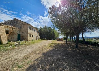 Foto 44 - Azienda agricola Contrada Forola
15, Acquaviva Picena - foto 44