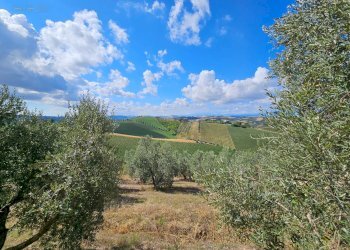 Foto 46 - Azienda agricola Contrada Forola
15, Acquaviva Picena - foto 46