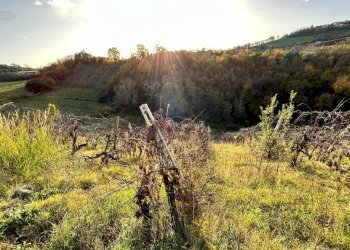 Foto 19 - Rustico Contrada Pachierno
 
11, Castignano - foto 19