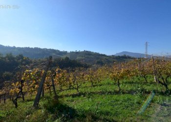 Foto 32 - Rustico Contrada Pachierno
 
11, Castignano - foto 32