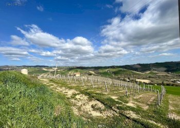 Foto 34 - Rustico Contrada San Venanzo
 
snc, Castignano - foto 34