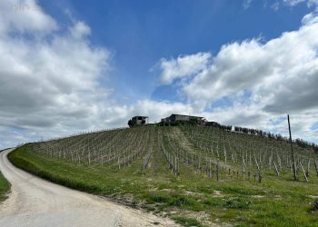 Foto 50 - Rustico Contrada San Venanzo
 
snc, Castignano - foto 50