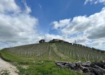 Foto 55 - Rustico Contrada San Venanzo
 
snc, Castignano - foto 55