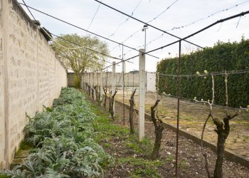 ESTERNO - Villa C.da Lama Cipriani
 
snc, Gravina in Puglia - foto 39