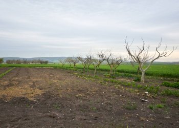 PAESAGGIO - Villa C.da Lama Cipriani
 
snc, Gravina in Puglia - foto 41