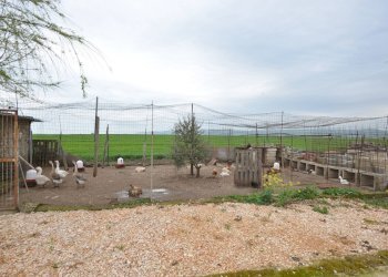 ESTERNO - Villa C.da Lama Cipriani
 
snc, Gravina in Puglia - foto 42