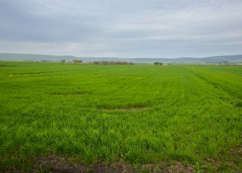 PAESAGGIO - Villa C.da Lama Cipriani
 
snc, Gravina in Puglia - foto 47