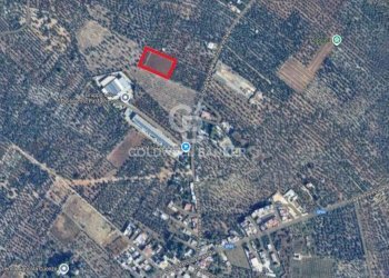 Foto 1 - Terreno agricolo Bitonto - foto 1