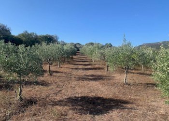 Foto 30 - Villa San Pantaleo Costa Smeralda
 
143, Olbia - foto 30