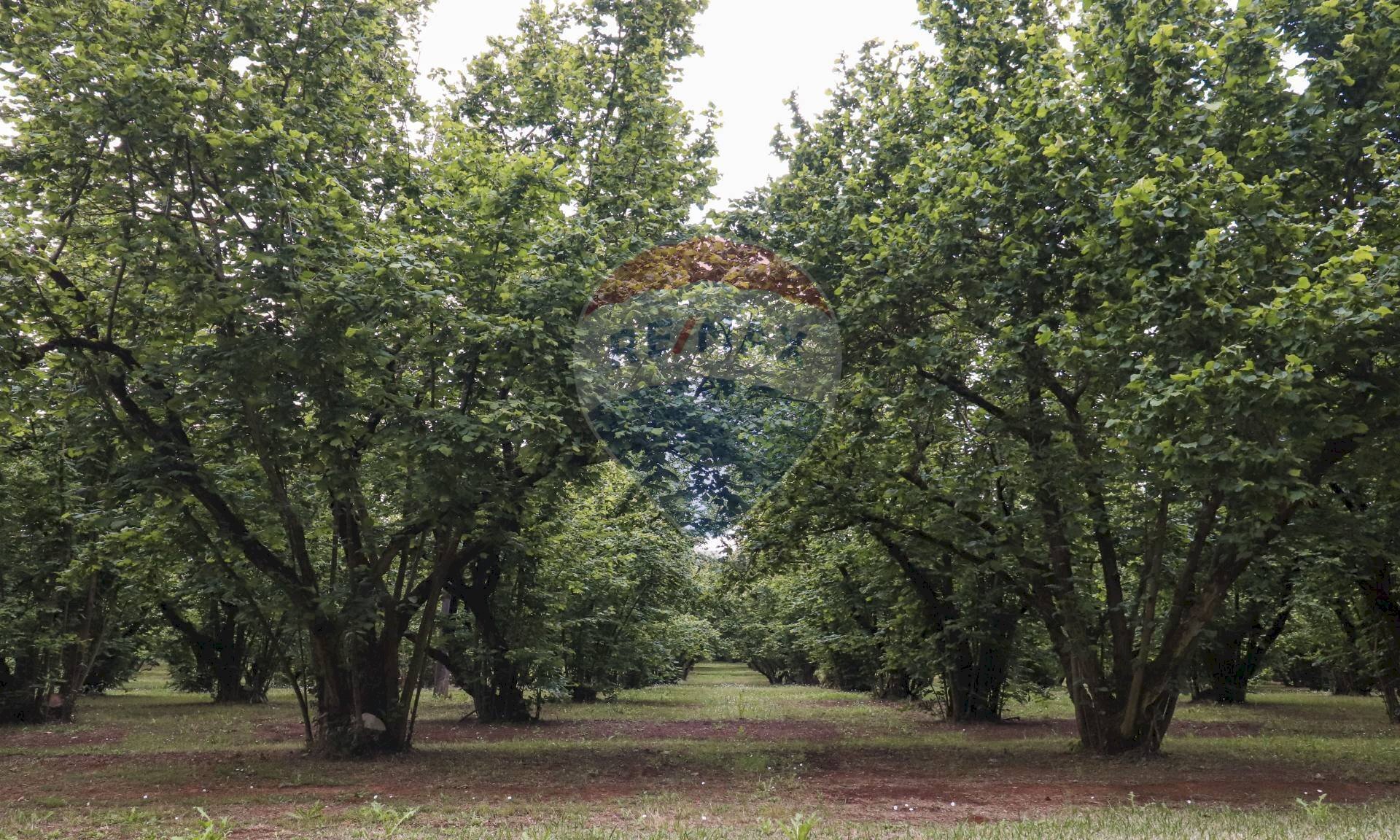 Giardino - Rustico VICO MATRINO, Capranica - foto 3