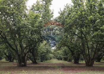 Giardino - Rustico VICO MATRINO, Capranica - foto 3