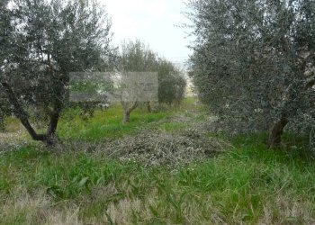 Foto 15 - Rustico strada provinciale, Torano Nuovo - foto 15