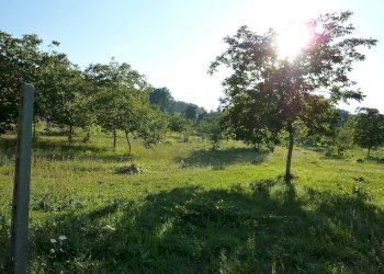 Foto 9 - Terreno agricolo Ripatransone - foto 9