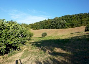 Foto 13 - Terreno agricolo Ripatransone - foto 13