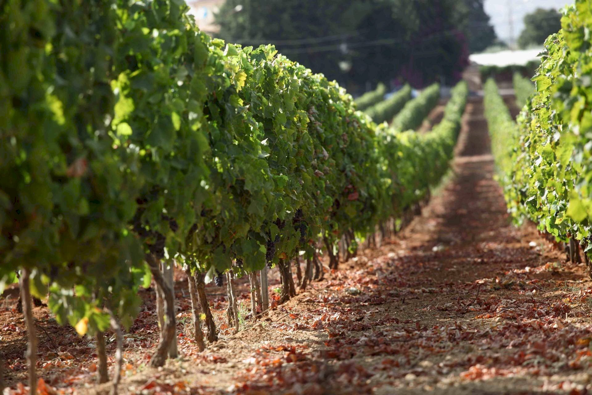 Foto 3 - Terreno agricolo Contrada Forola, Acquaviva Picena - foto 3