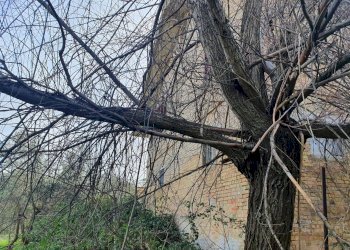 Foto 23 - Agricultural land contrada taiano, Controguerra - photo 23