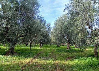 Foto 1 - Terreno agricolo Contrada PIANO d'ERCOLE
snc, Ischitella - foto 1