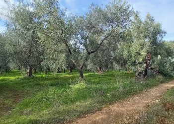 Foto 4 - Terreno agricolo Contrada PIANO d'ERCOLE
snc, Ischitella - foto 4