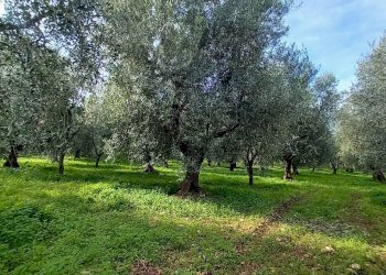 Foto 7 - Terreno agricolo Contrada PIANO d'ERCOLE
snc, Ischitella - foto 7