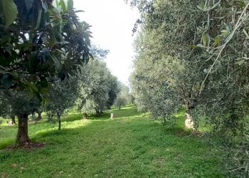 Foto 9 - Terreno agricolo Contrada PIANO d'ERCOLE
snc, Ischitella - foto 9