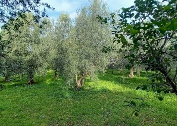 Foto 12 - Terreno agricolo Contrada PIANO d'ERCOLE
snc, Ischitella - foto 12