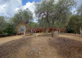 Foto 1 - Terreno agricolo Contrada VALLONE DEI MULINI
SNC, Ischitella - foto 1