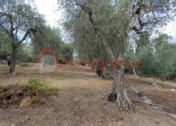 Foto 4 - Terreno agricolo Contrada VALLONE DEI MULINI
SNC, Ischitella - foto 4