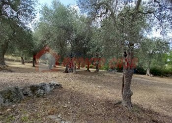 Foto 14 - Terreno agricolo Contrada VALLONE DEI MULINI
SNC, Ischitella - foto 14