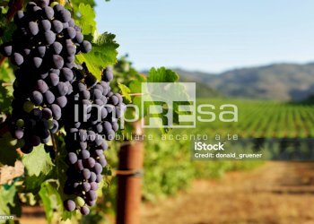 Foto 14 - Terreno agricolo Prepotto - foto 14