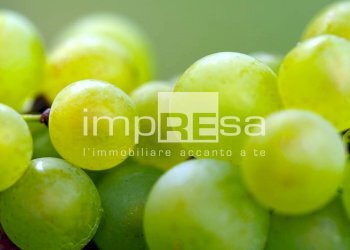 Foto 5 - Terreno agricolo Valdobbiadene - foto 5