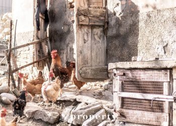 Foto 24 - Rustico C.da San Rustico
 
17, Ripatransone - foto 24