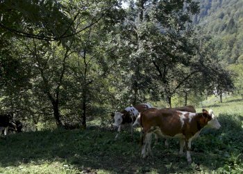 Foto 8 - Rustico Gerosa Loc. Feniletti/Casello di Bura, Val Brembilla - foto 8