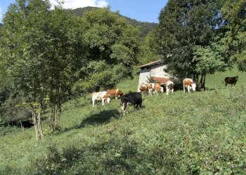 Foto 11 - Rustico Gerosa Loc. Feniletti/Casello di Bura, Val Brembilla - foto 11