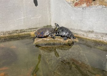 Foto 32 - Villa Dolceacqua - photo 32