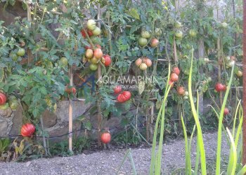 Foto 28 - Villa Apricale - photo 28