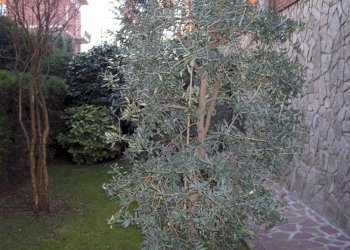 Foto 55 - Independent house Sassuolo - photo 55