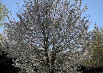 Foto 3 - Terreno edificabile MONTE NERONE
10, Jesi - foto 3