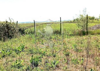 \nFoto 32\n - Rustico Capannone
 
3, Torrita di Siena - foto 32