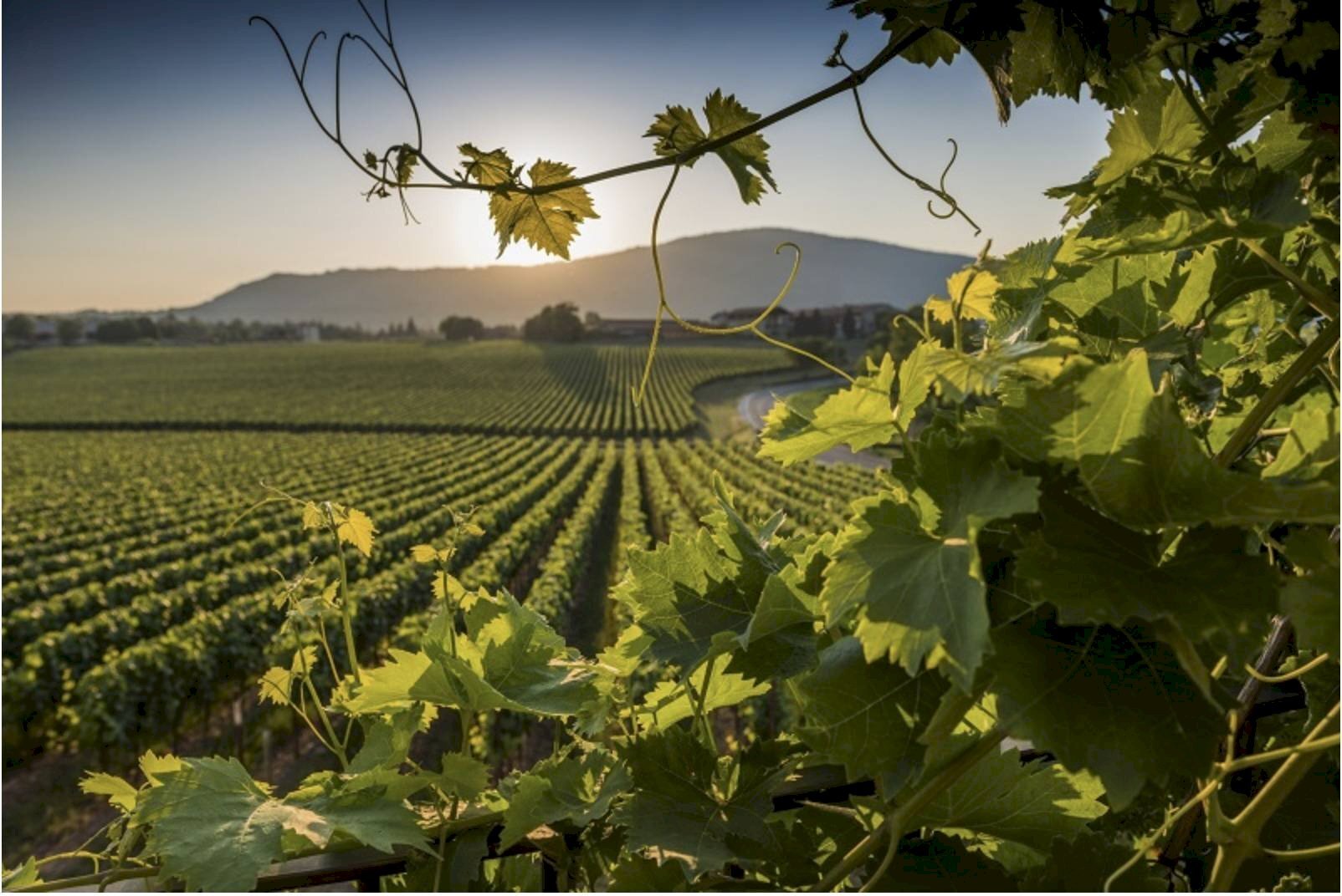 Foto 1 - Terreno agricolo Via Abazia San Vigilio
 
13, Pozzolengo - foto 1