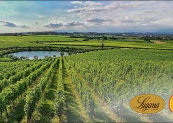 Foto 2 - Terreno agricolo Via Abazia San Vigilio
13, Pozzolengo - foto 2