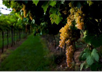 Foto 3 - Terreno agricolo Via Abazia San Vigilio
13, Pozzolengo - foto 3